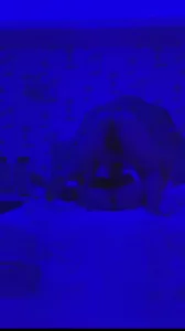 让她吃自己的淫水。